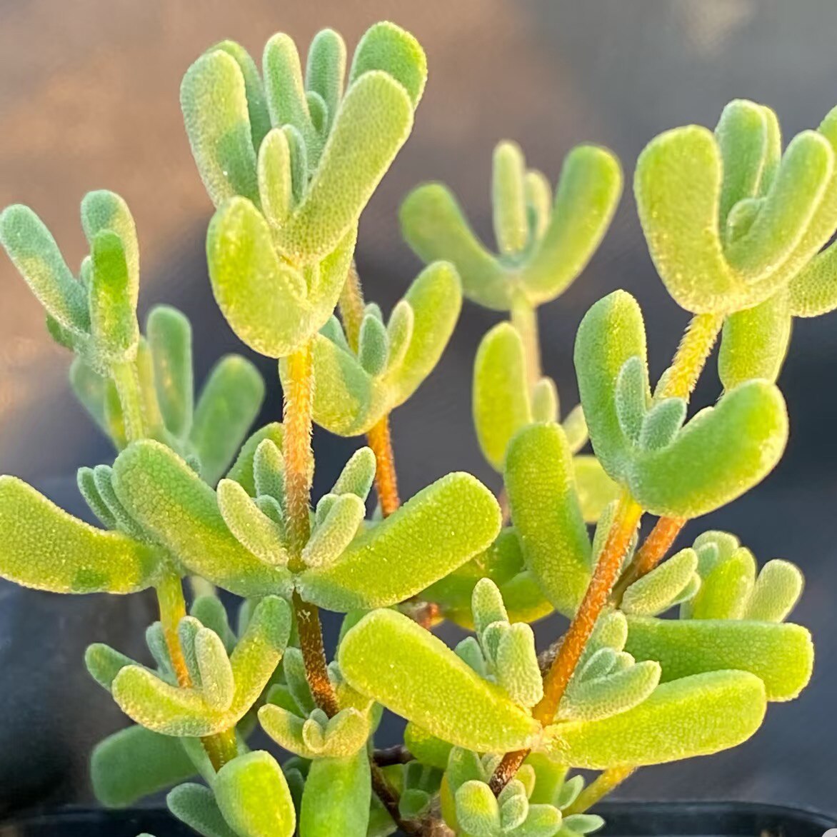 丁咔枝干番杏水晶虾钳多肉植物室内花卉老桩可爱趣味好养盆栽