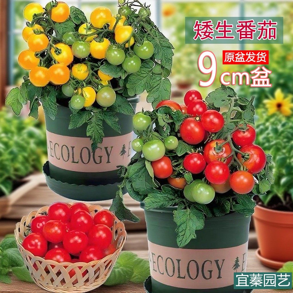 矮生红黄黑小番茄盆栽苗四季生长可盆栽种植水果蔬菜苗