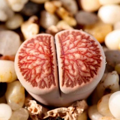 菊纹章菊化石多肉植物生石花屁股花PP花屁屁花阳台办公室