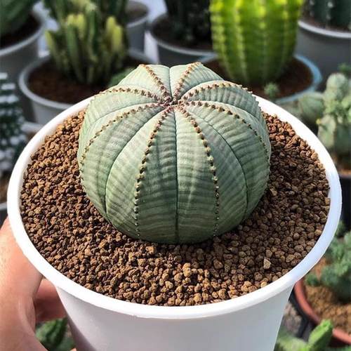 布纹球无刺开花稀有品种小盆栽室内花卉多肉植物桌面防辐