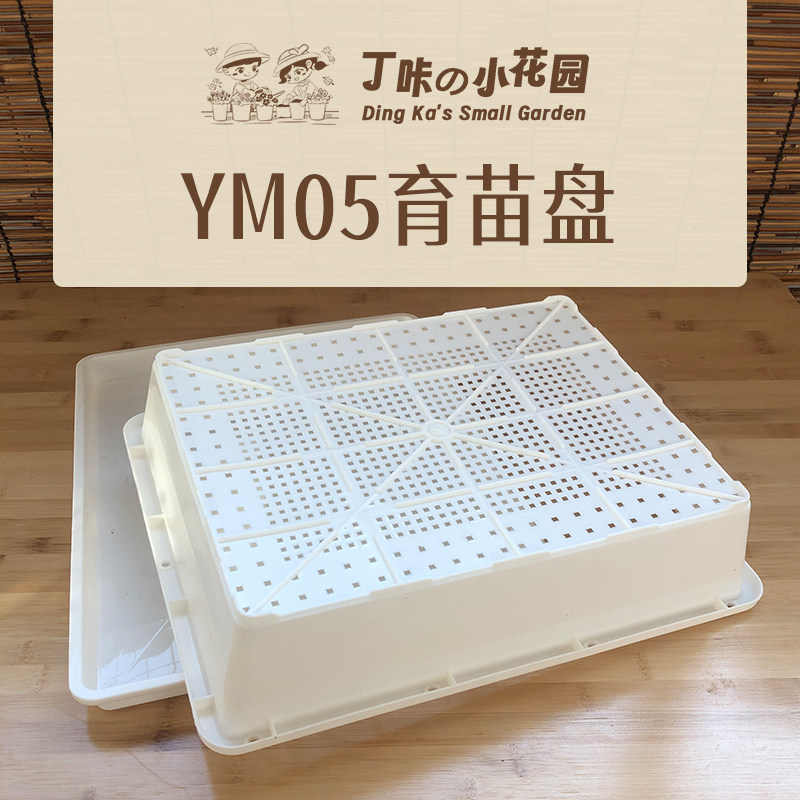 芙蓉浆草盆栽种球根早花