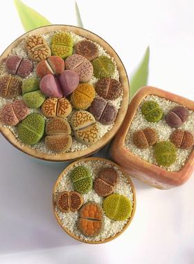 多彩彩色生石花组合套餐多肉植物屁屁花超大颗巨无霸开花母本新手