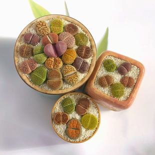 多彩彩色生石花组合套餐多肉植物屁屁花超大颗巨无霸开花母本新手