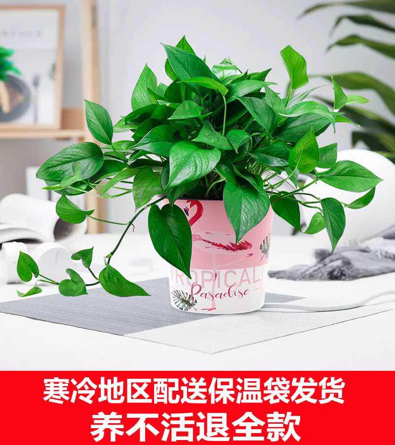 绿萝盆栽植物花卉水培盆景观花绿植室内吸甲醛净化空气大绿箩包邮