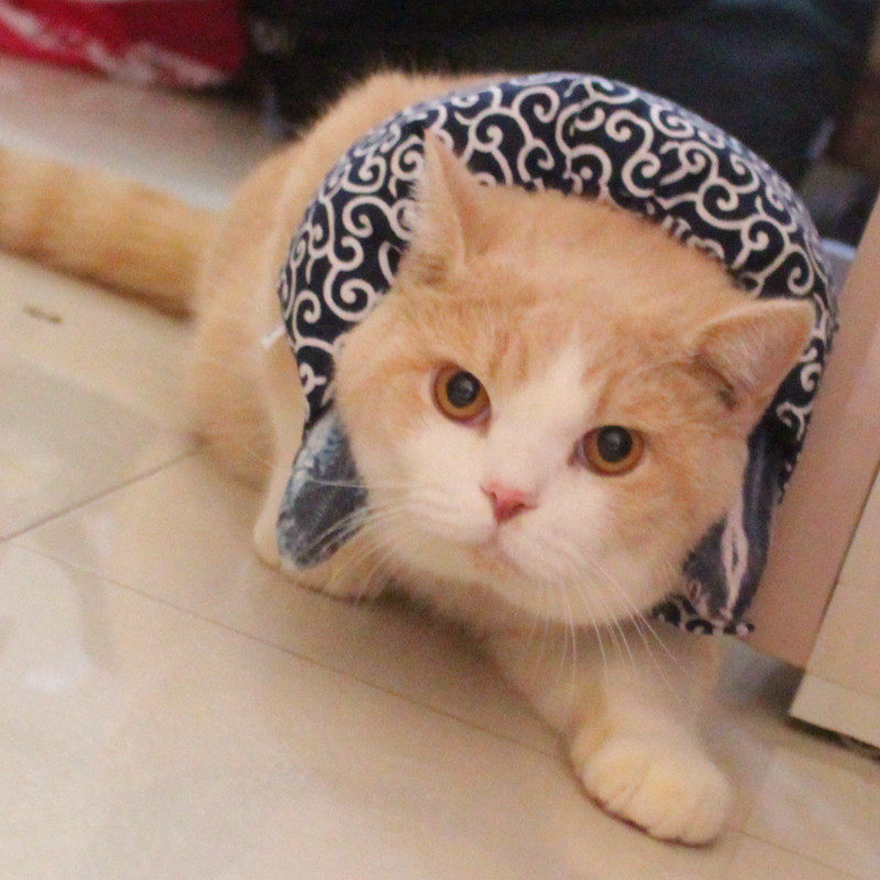 日系唐草宠物围脖英短暹罗猫咪包袱搞笑猫