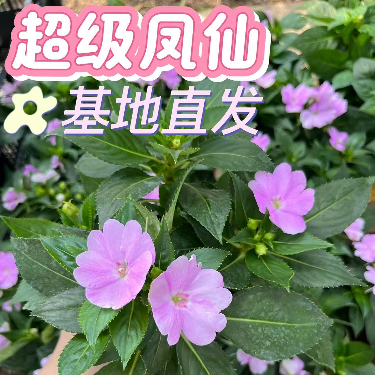 俏花田凤仙花盆栽带苞易养