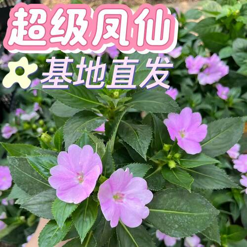 俏花田凤仙花盆栽带苞易养