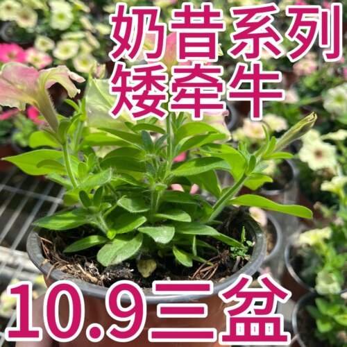 俏花田奶昔系列矮牵牛盆栽带盆绿植花卉10.9三盆装