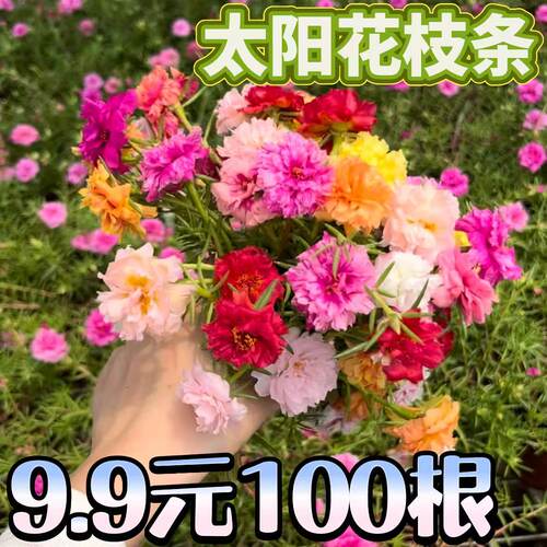俏花田重瓣太阳花枝条13色易爆花