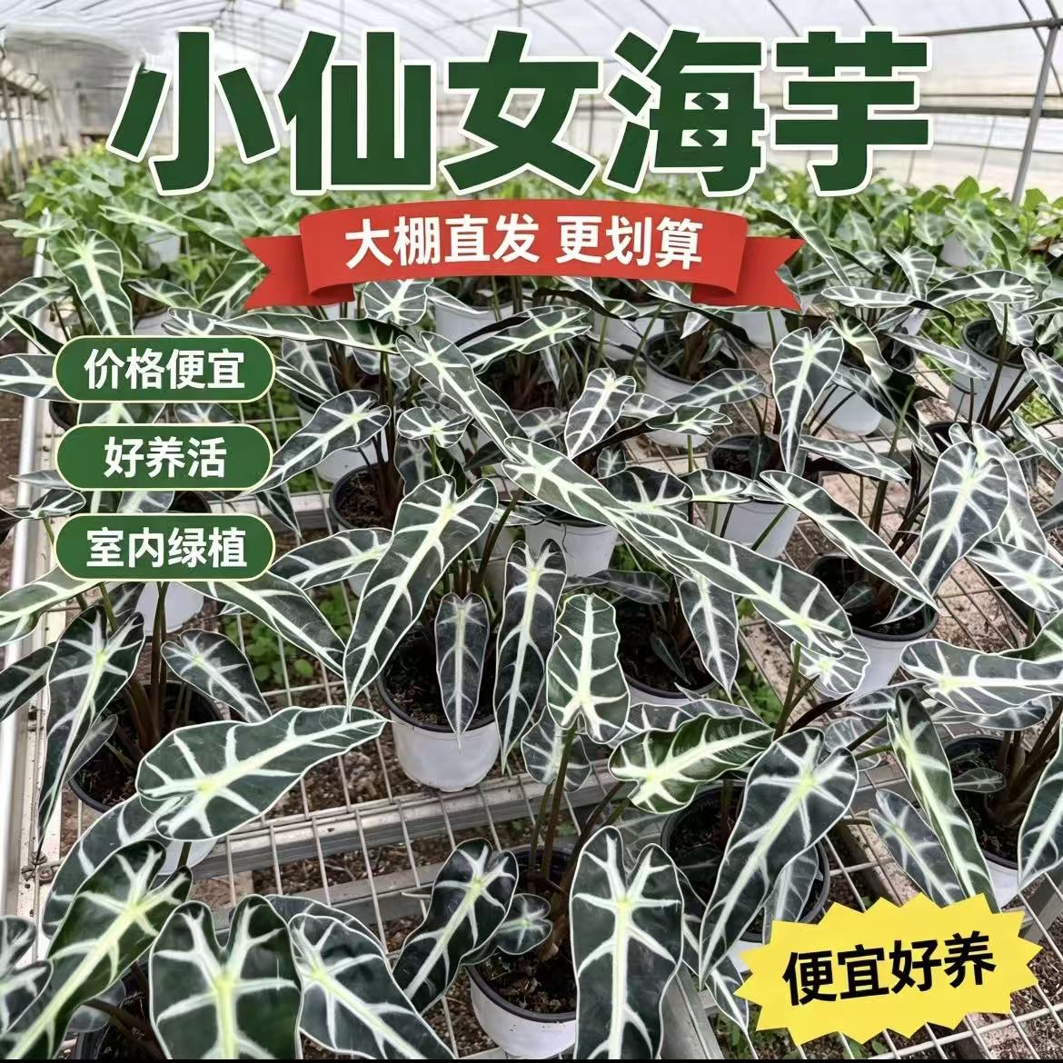 俏花田海芋盆栽懒人好养室内桌面