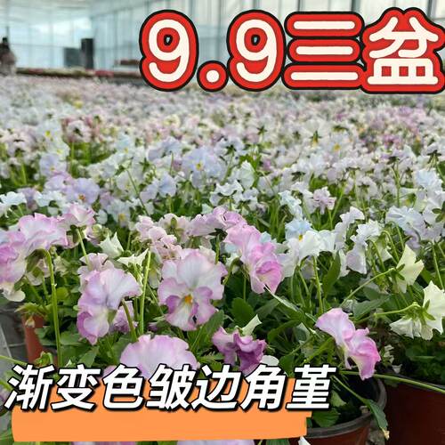 渐变角堇盆栽四季开花室内外装饰