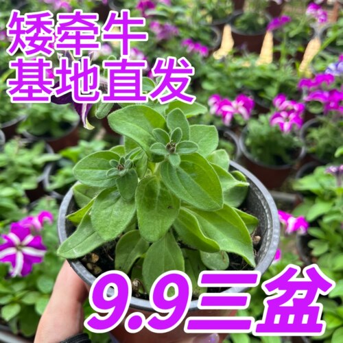俏花田矮牵牛盆栽带盆9.9三盆