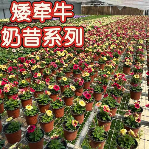 奶昔系列阳台耐寒盆栽多年生