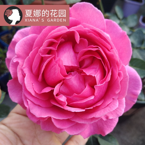 伊芙伯爵月季花苗四季大花浓香