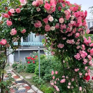 樱霞月季花苗丰花大型藤本多季开花蔷薇室外耐寒热爬藤适合地栽