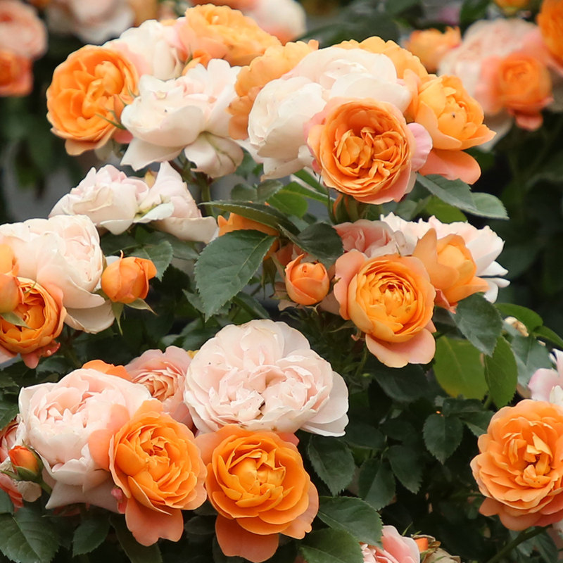 果汁阳台月季花苗多季开花阳台盆栽户外地栽微月灌木橙色粉色花卉,鲜花速递/花卉仿真/绿植园艺,月季/蔷薇/玫瑰,淘宝优惠券,粉丝福利购,淘宝优惠卷