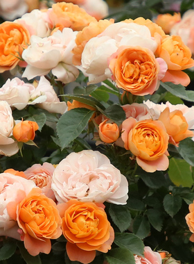 果汁阳台月季花苗多季开花阳台盆栽户外地栽微月灌木橙色粉色花卉