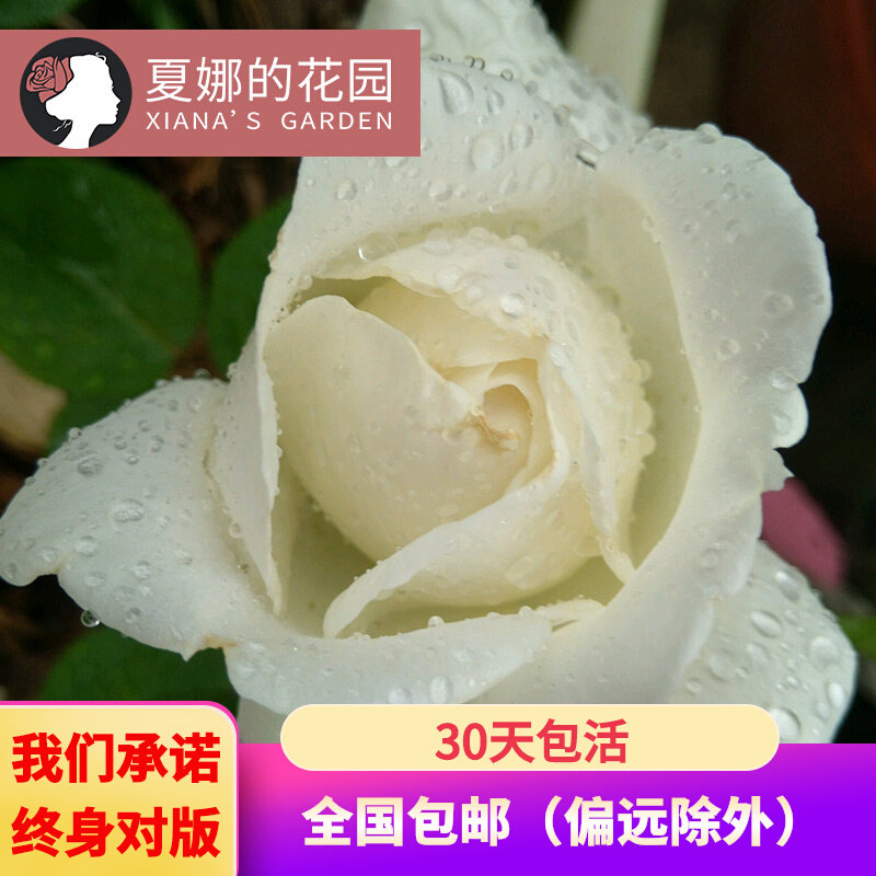 伊芙婚礼之路纯白色切花月季玫瑰花苗盆栽阳台庭院观花耐热大花