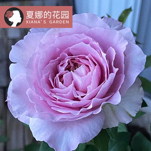 重启月季花苗多季开花蓝紫色浓香勤花直立耐开阳台盆栽庭院地栽