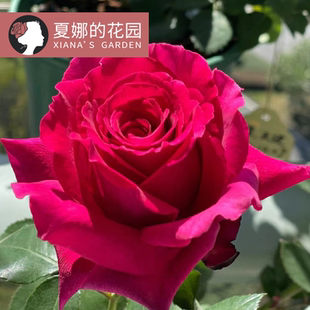 红丘/天家胭脂月季大花红色浓香多头多季开花阳台盆栽地栽灌木