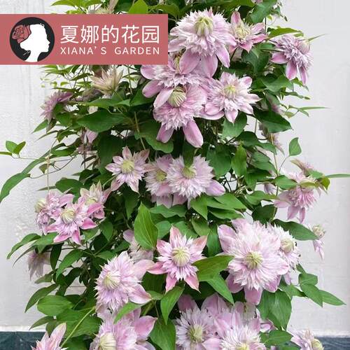 约瑟芬铁线莲重瓣大花多季开花