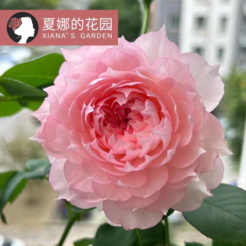 莫妮卡戴维月季花苗多季开花浓香带有美人尖阳台盆栽户外庭院地栽