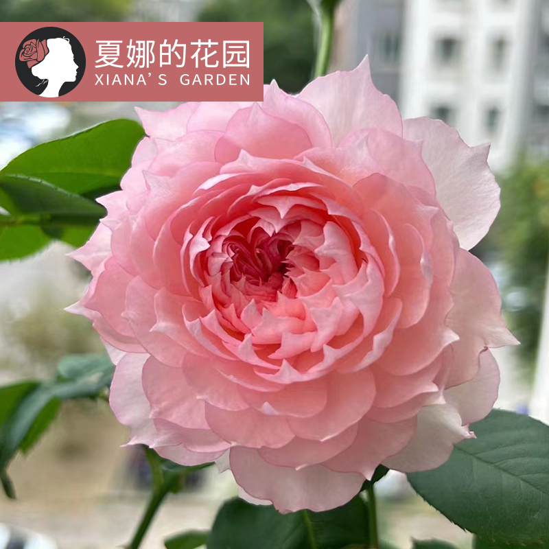 莫妮卡戴维月季花苗四季开花浓香带有美人尖阳台盆栽户外庭院地栽-封面