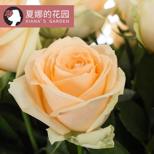 蜜桃雪山月季高档香槟色切花玫瑰