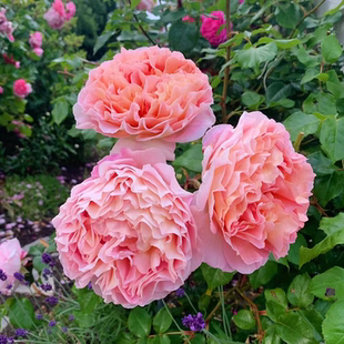 亚伯拉罕达比爬藤月季大花多季开花庭院地栽阳台盆栽藤本花卉植物