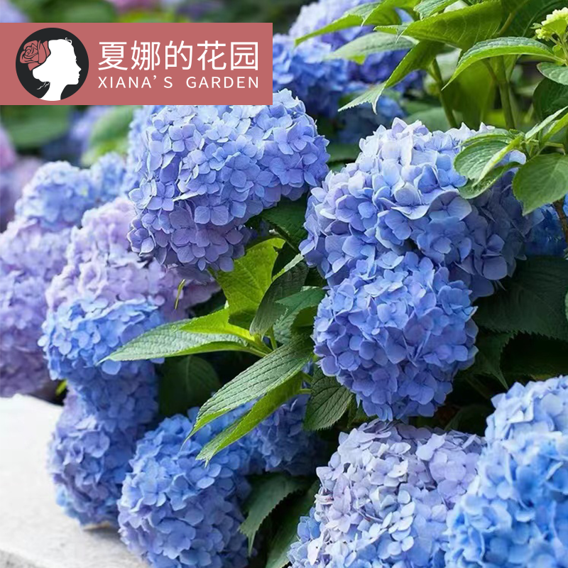 无尽夏绣球花大苗多季开花阳台盆栽庭院地栽灌木绣球花苗紫阳花