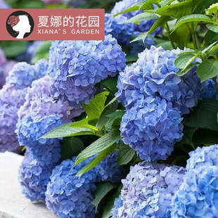 无尽夏绣球花大苗多季 开花阳台盆栽庭院地栽灌木绣球花苗紫阳花