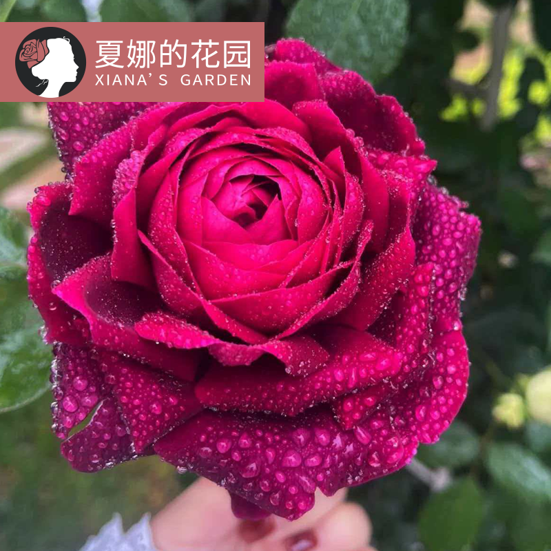 皇宫月季花苗多季开花大花浓香勤花阳台盆栽庭院地栽灌木包子花卉
