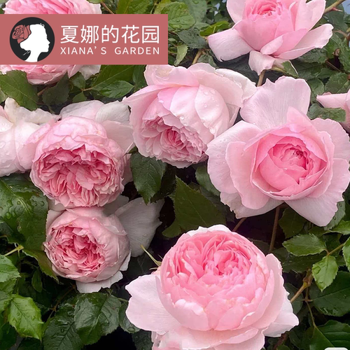 威基伍德爬藤月季大花浓香勤花