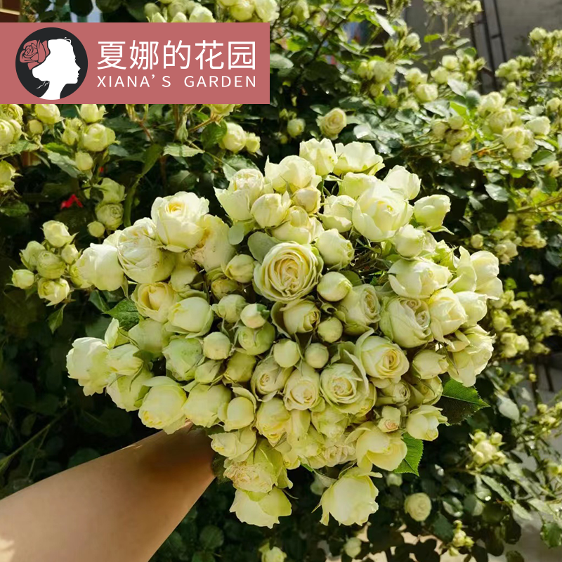 奶油龙沙宝石微型月季多季开花不断阳台庭院盆栽观花花卉植物微月