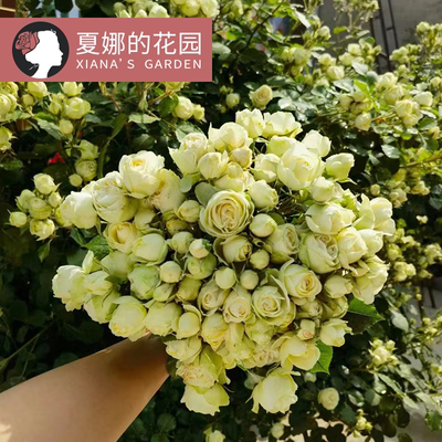 奶油龙沙宝石微型月季四季开花不断阳台庭院盆栽观花花卉植物微月