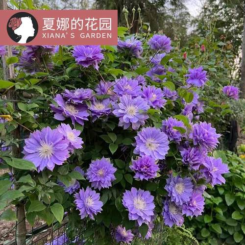 圆空铁线莲可攀爬爬藤花卉植物