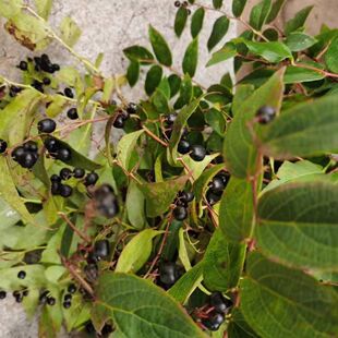 云南透骨香 中药材滇白珠透骨草全株干货满山香搜山虎泡土叶
