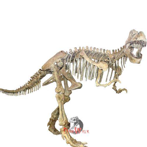 自贡仿真恐龙大型骨架博物馆模型恐龙儿童游乐园发掘现场厂家