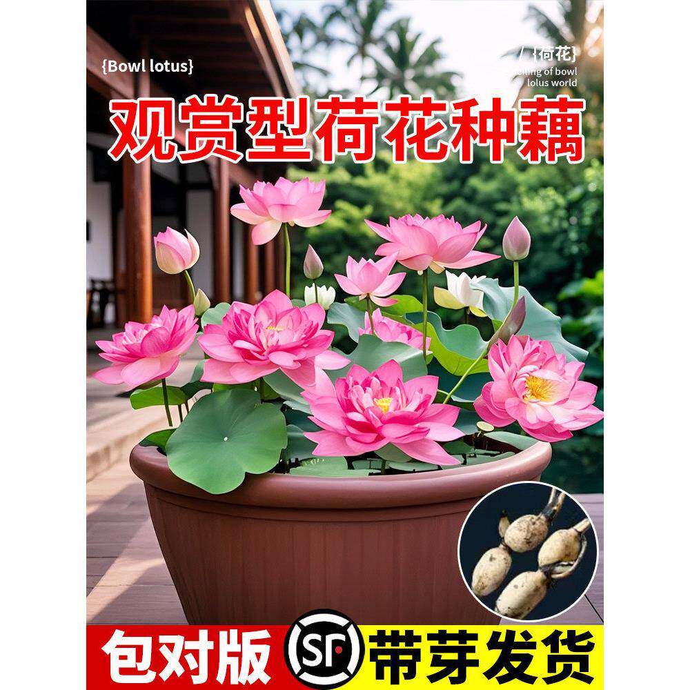 荷花种藕苗观赏荷花苗盆栽水培池塘种藕根种植花卉水生植物莲藕籽