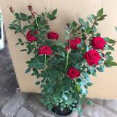 月季 花苗大花浓香庭院阳台藤本植物花卉玫瑰盆栽爬藤蔷薇四季 好养