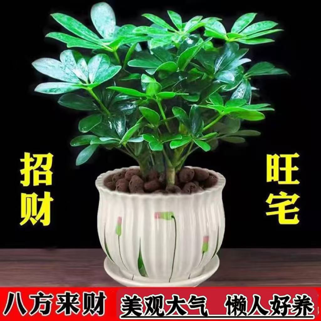 八方来财鸭脚木四季常青室内阳台桌面绿植盆栽花卉发财树苗七叶莲