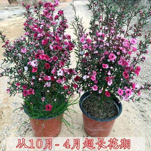 卧室阳台松红梅冬天带花苞