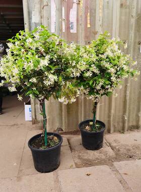 独杆风车茉莉银丝茉莉爬藤植物风车茉莉绿色植物盆栽室内四季常青