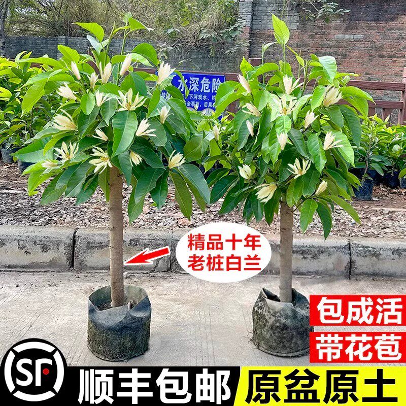 白兰花盆栽花卉植物室内花四季黄角兰白玉兰花树苗老桩带花苞开花
