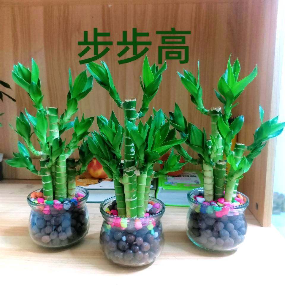 水培植物步步高富贵竹荷花竹水养室内花卉风水绿植净化空气清新