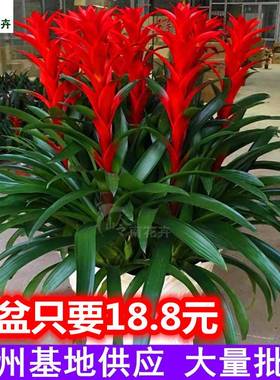 鸿运当头盆栽带花苞小红星办公室开红花卉绿植物大型好养凤梨客厅