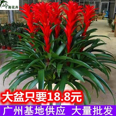 鸿运当头办公室盆栽小红星