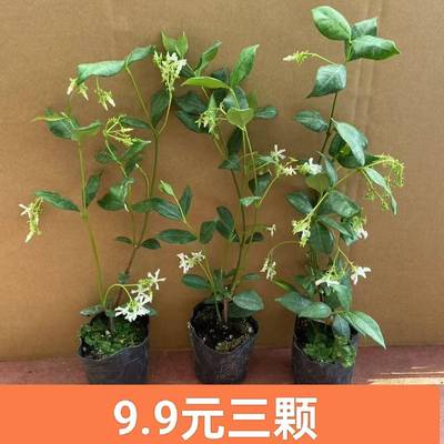 风车茉莉小苗不死爬藤植物耐寒四季常青庭院阳台种植花卉盆栽绿植