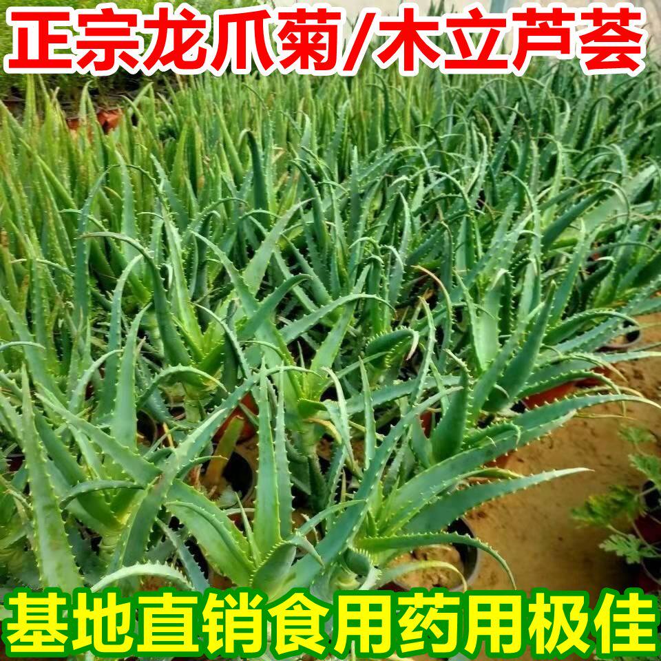 龙爪菊药用食用芦荟苗盆栽植物木立芦荟木剑2年苗花多肉祛痘保湿