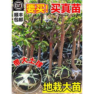 正宗车厘子树苗四川南北方种植耐寒矮化黑珍珠樱桃果树水果苗大全